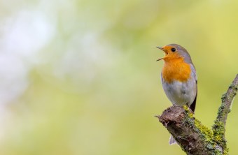 Rotkehlchen | © Markus Glässel