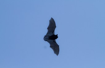 Fliegende Zwergfledermaus | © Hartl Andreas