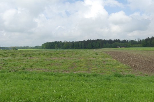 Ackerbrache für Kiebitze | © Margit Böhm