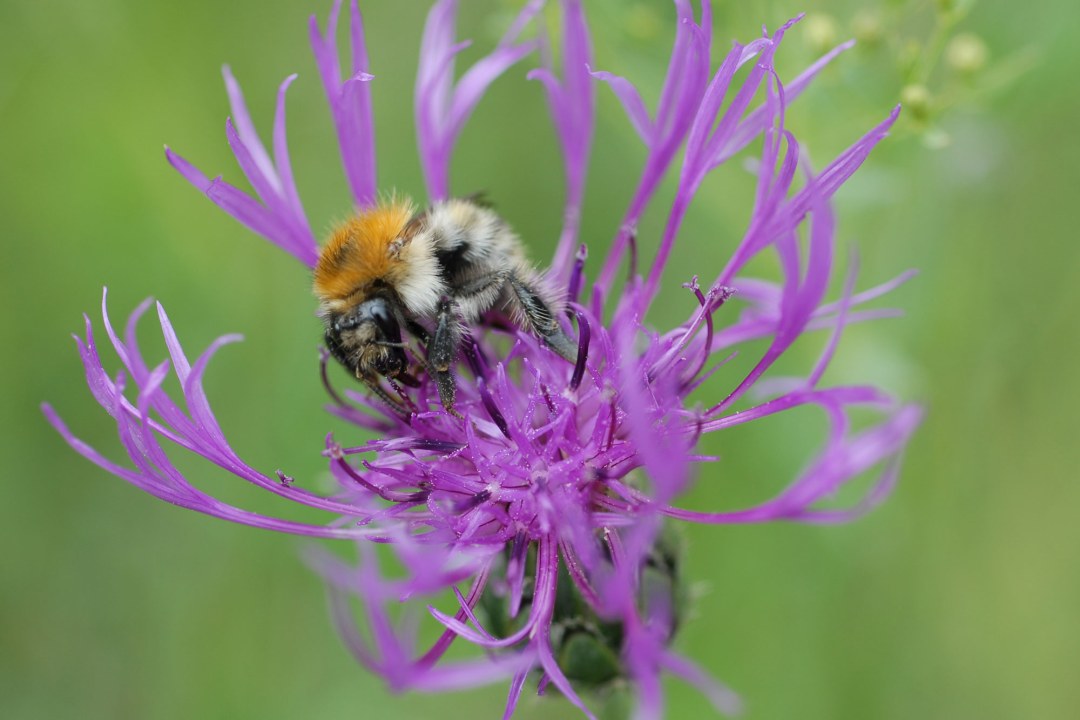 Eine Ackerhummel sitzt auf einer Flockenblume | © Dr. Eberhard Pfeuffer