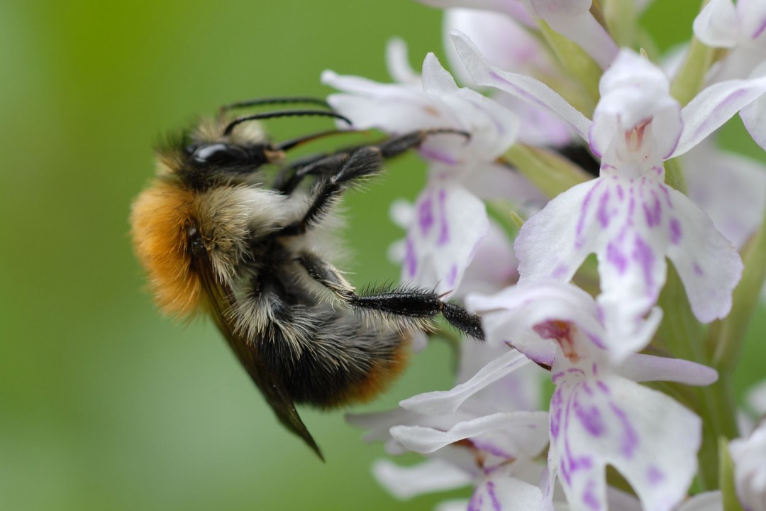 Zwei Ackerhummeln sitzen sich an einer Blume gegenüber | © Dr. Eberhard Pfeuffer