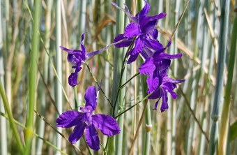 Ackerrittersporn | © Naturland