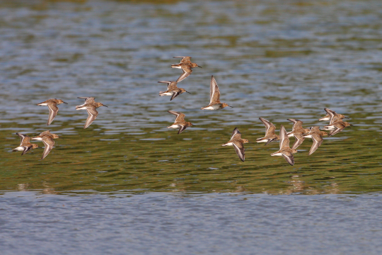 Alpenstrandläufer-Schwarm fliegt übers Wasser | © Zdenek Tunka