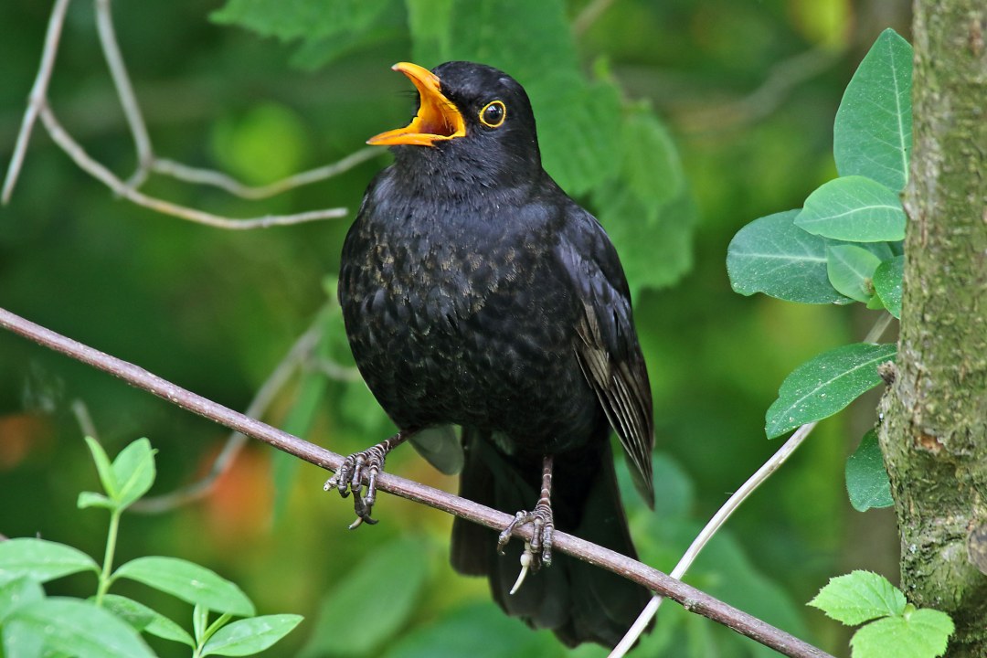 Singende Amsel auf Ast | © Karl Stolz