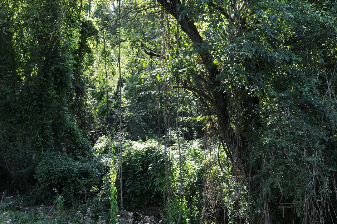 Auwald | © Dr. Eberhard Pfeuffer