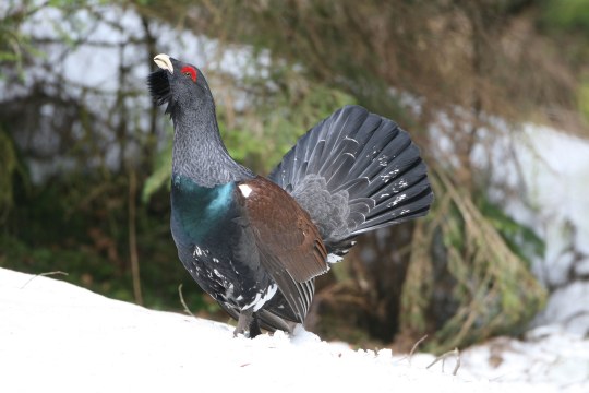 Auerhuhn (männlich) im Schnee | © H.-J. Fünfstück