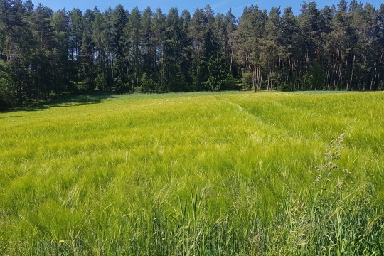 Ausgleichsfläche Gebenbach Negativbeispiel | © LBV