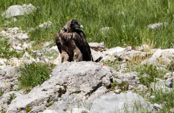 Bartgeier Dagmar nach dem ersten Ausflug | © Richard Straub