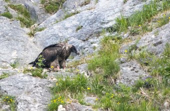 Bartgeier Sisi in der Nische | © Richard Straub