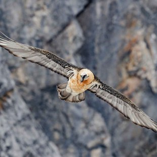Bartgeier im Flug | © Hansruedi Weyrich