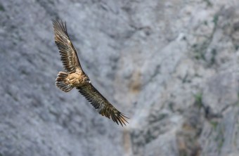 Bartgeier Sisi im Flug | © Urs Leuthäusser