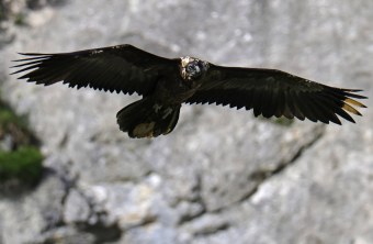 Bartgeier Vinzenz | © Markus Leitner