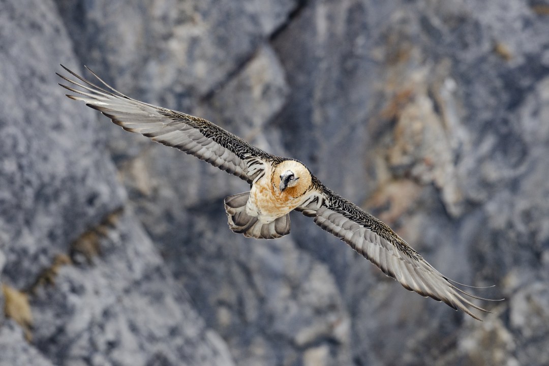 Adulter Bartgeier im Flug | © Hansruedi Weyrich