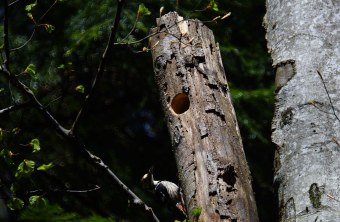 Ein Specht untersucht eine Baumhöhle im Wald | © Simon Niederbacher