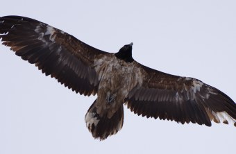 Bavaria im Januar 2023 | © Sebastian Reith