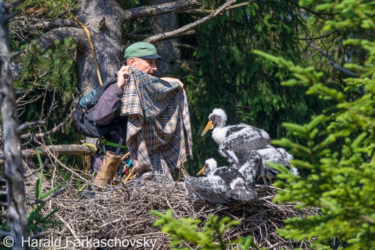 Beringung zweier junger Schwarzstörche im Nest