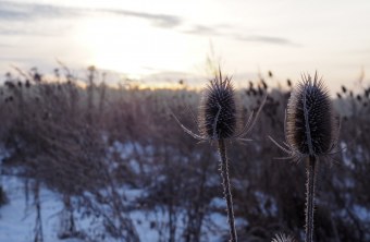 Blühfläche im Winter 4 | © Franziska Wenger