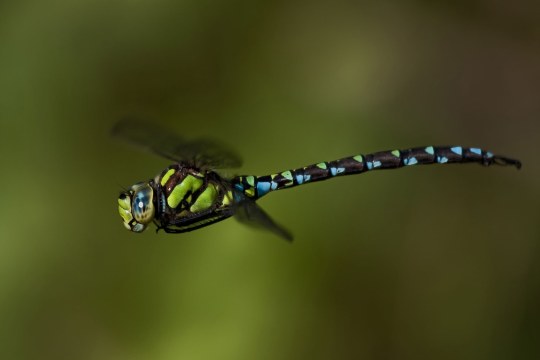 Eine blaugrüne Mosaikjungfer, eine Libellenart, im Flug | © Andreas Giessler