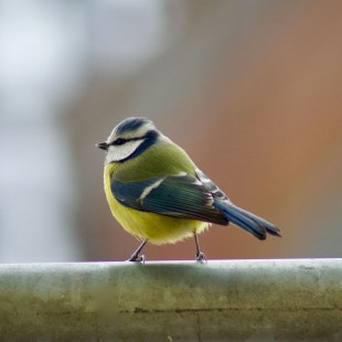 Blaumeise | © Gaspard Gillery