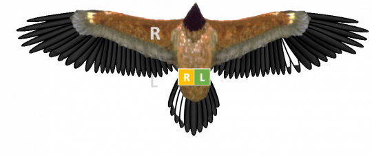 Bleichmuster und Ringe von Luisa