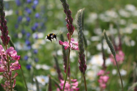 Wildbiene auf einer Blühfläche an der Straße | © Christiane Geidel