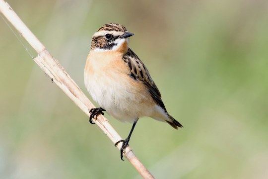 Braunkehlchen sitzt auf einem Ast | © Frank Derer