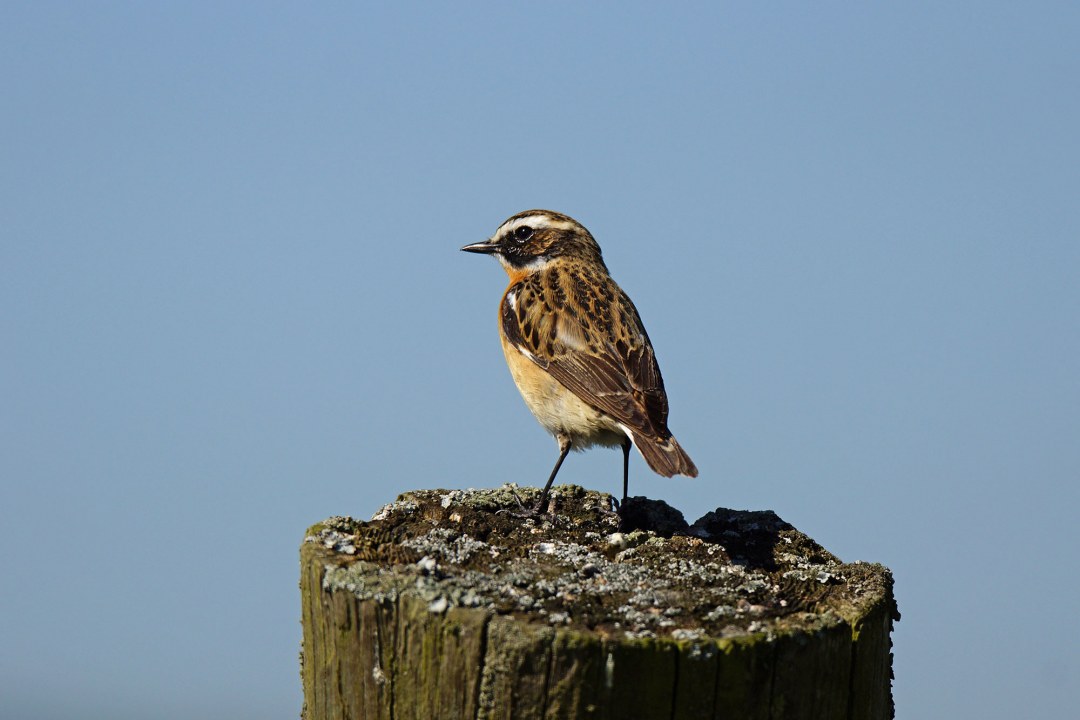 Braunkehlchen auf einem Stamm | © Helmut Wopperer