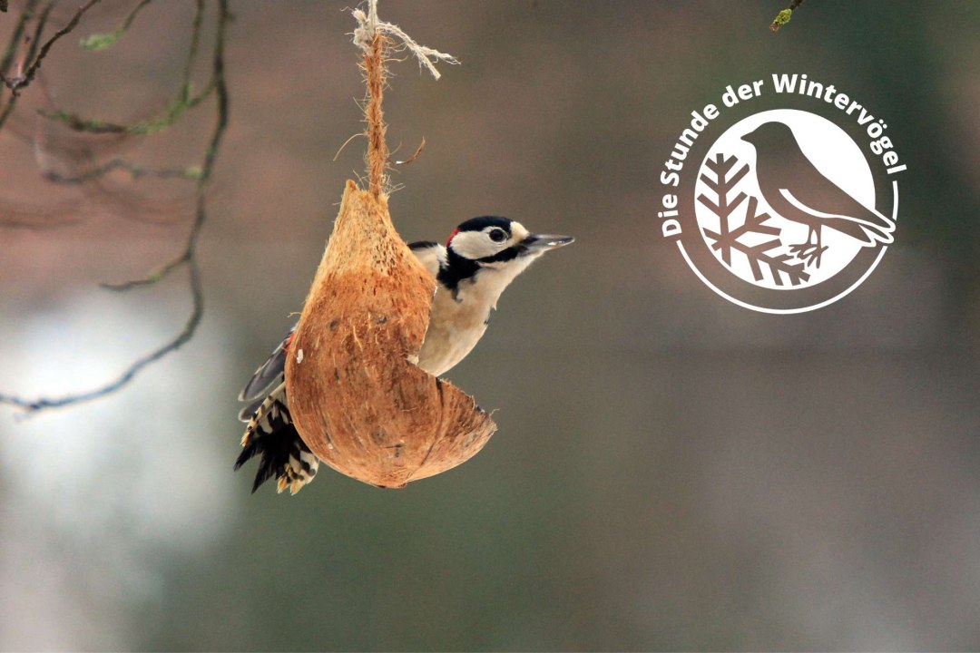 Buntspecht | © Ingo Rittscher