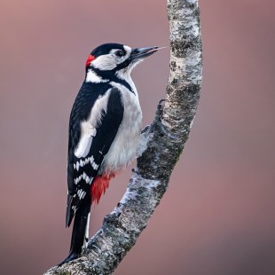 Buntspecht | © Michelle Gutjahr