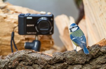 Blaumeise vor einer Sony-Kamera | © Erich Obster