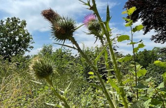 Miesbach | © Christa Glonner (Miesbach)