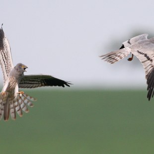 Wiesenweihe im Flug | © Zdenek Tunka