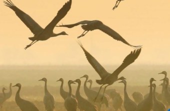 Vogelschutz Cover 03/2017