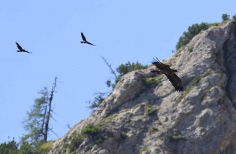 Dagmar wird von zwei Kolkraben verfolgt, die zwei Raben fliegen über und hinter ihr | © Markus Leitner
