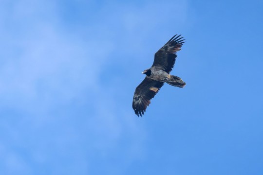 Dagmar im Flug in der Schweiz im Sommer 2023 | © Patrick Schwitter