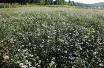 Freyuung-Grafenau | © Dr. Fritz Haselbeck (Freyuung-Grafenau)