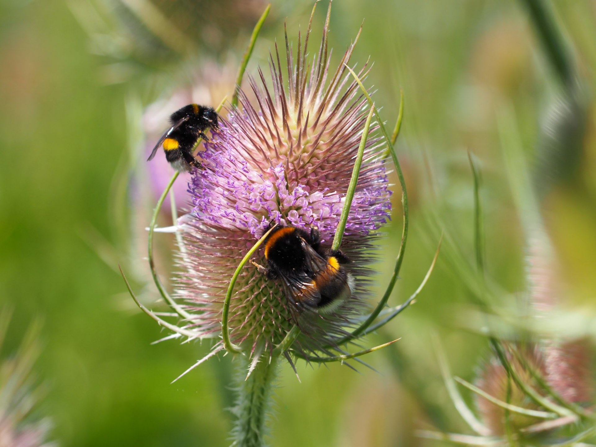 Zwei Dunkle Erdhummeln sammeln Nektar an einer blühenden Wilden Karde, unterstützt vom Landesbund für Vogel- und Naturschutz. | © Franziska Wenger - LBV Bildarchiv
