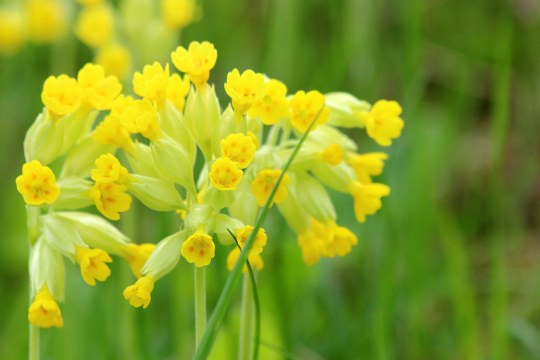 Die echte Schlüsselblume mit gelben glockenförmigen Blüten an einem Stengel | © Peter Bria