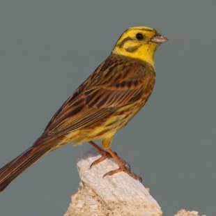 Goldammer auf einem Stück Holz | © Zdenek Tunka