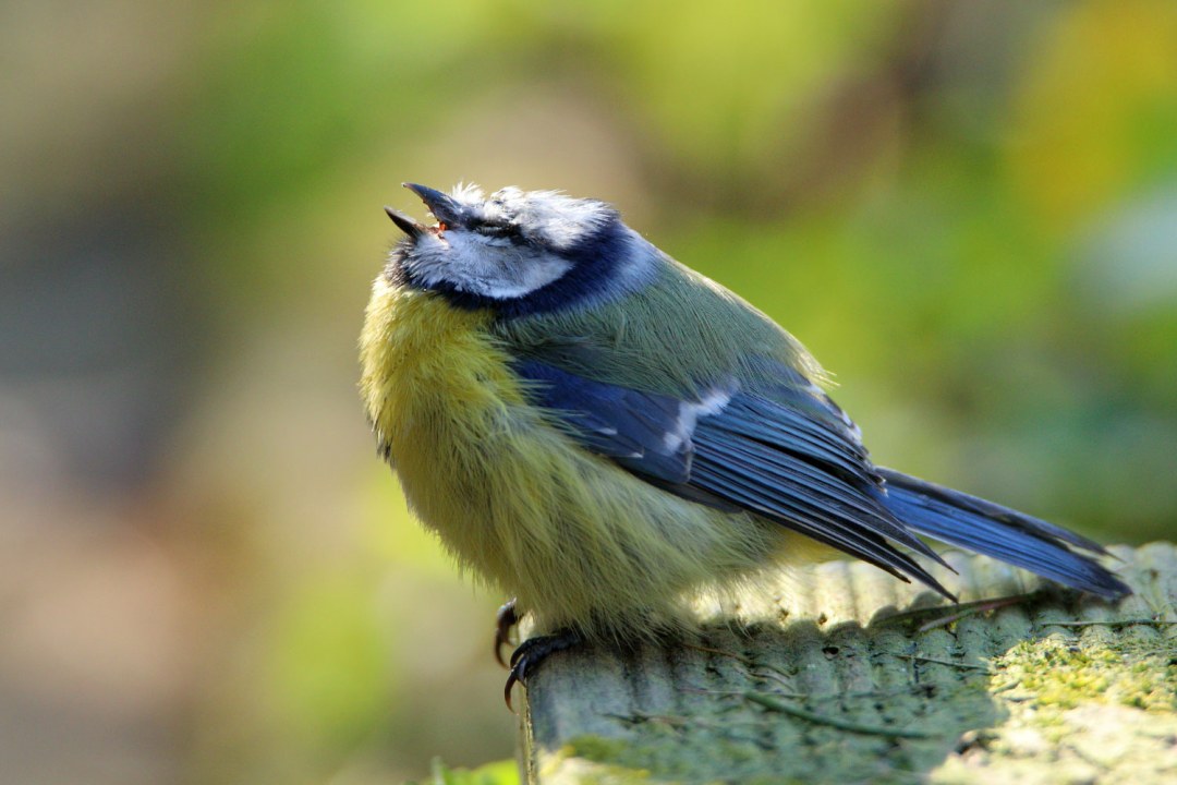 Kranke Blaumeise | © Otto Schäfer/NABU