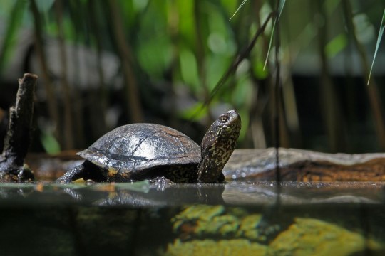Europäische Sumpfschildkröte | © Dr. Christoph Moning