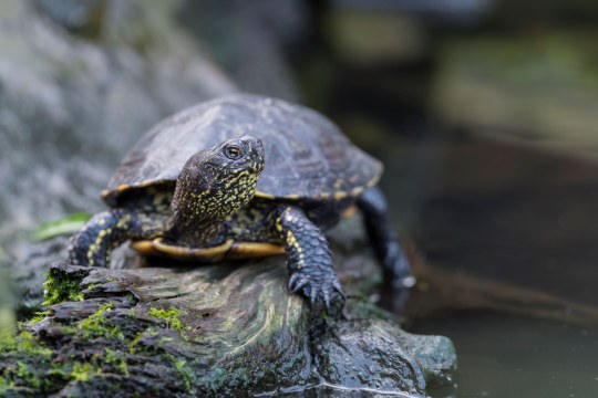 Europäische Sumpfschildkröte | © Christoph Bosch