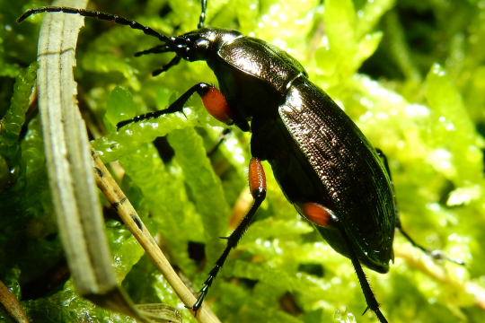 Feinstreifiger Laufkäfer auf grünem Blatt | © Christian Stierstorfer