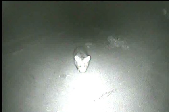 Feldhamster mit einem Nachtsichtgerät aufgenommen | © LBV