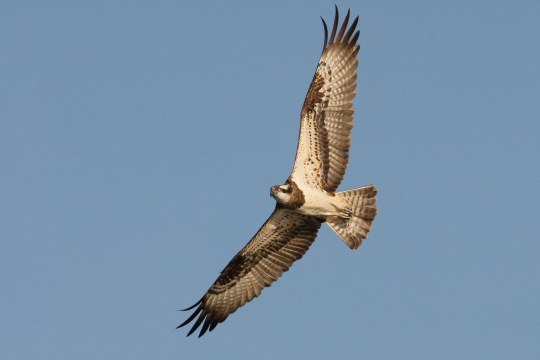Fischadler im Flug | © Zdenek Tunka