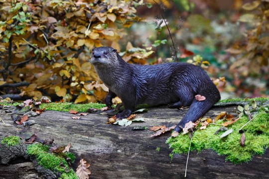 Fischotter steht auf einem liegenden Baumstamm im Herbst | © Marcus Bosch