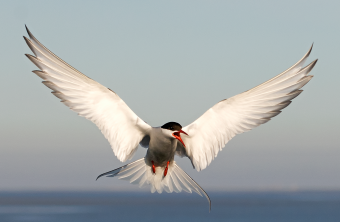 Fliegende Küstenseeschwalbe mit geöffneten Schnabel | © Hans Clausen