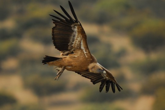 Gänsegeier im Flug | © Henning Werth