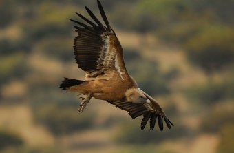 Gänsegeier im Flug | © Henning Werth