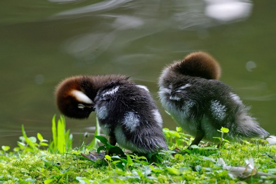 Zwei Küken eines Gänsesägers stehen am Ufer der Isar und putzen sich | © Werner Borok